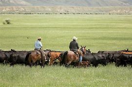 Image result for Cowboy Cattle Rusler