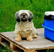 Image result for Small Outside Dogs