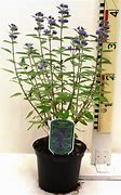 Image result for Caryopteris cland. Kew Blue