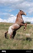 Image result for Appaloosa Horse Rearing