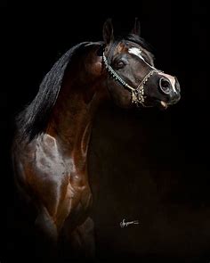 Beautiful horses, Horses, Beautiful arabian horses