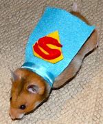 Image result for Pet Hamster Halloween Costumes