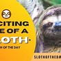 Image result for Old Sloth