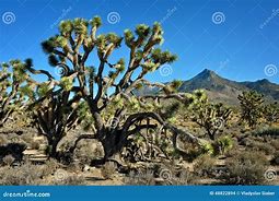 Image result for Arizona Desert Tress