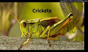 Image result for Different Types of Crickets