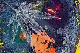 Image result for Weed Roses Art