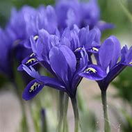 Image result for Iris reticulata Harmony