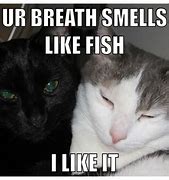 Image result for Take a Breathe Meme Cat