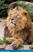 Image result for Lion King Paws