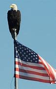 Image result for American Flag with Eagle Stencil