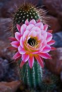 Image result for Cactus Pictures Free