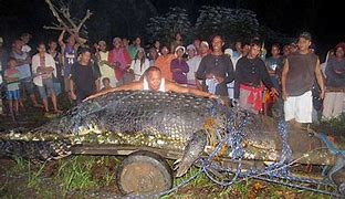 Image result for Guinness World Record Crocodile