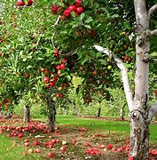 Image result for Life Cycle of an Apple Tree Book to Printable