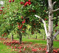 Image result for Apple Tree in Garden