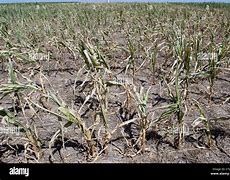 Image result for Kansas Crops List