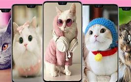 Image result for Cat Wallpaper 1366X768