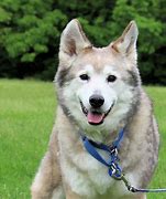 Image result for Dempsey Dog