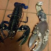 Image result for Largest Lobster in Muesem