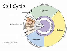 Image result for Biological Cycle