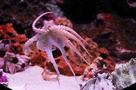 Image result for Octopussen
