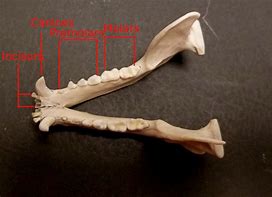 Image result for Raccoon Jaw Bone