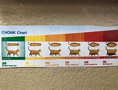 Image result for Cat Weight Scale Chonker