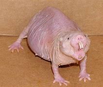 Image result for Ugly Funny Looking Things
