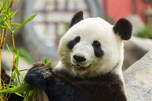 Image result for Panda Spirit Animal