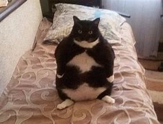 Image result for Fat Cat Meme Black and White