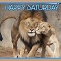 Image result for Funny Saturday Cat Memes