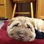 Image result for Smiling Animals