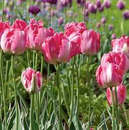 Image result for Tulipa Elsenburg
