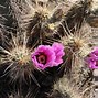Image result for Desert Cactus Blooming Plants