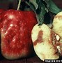 Image result for Apple Maggot Larva in Human Blood