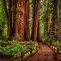 Image result for Redwood Pictures