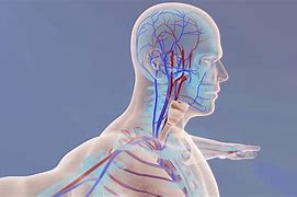 Image result for Animation of Anatomy and Physiology