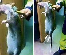 Image result for Big Scary Rats