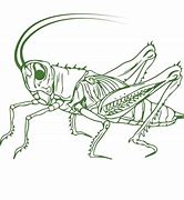 Image result for Cricket Outline