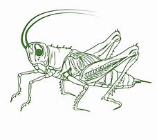 Image result for Cricket Animal Outline