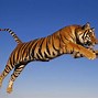 Image result for Bengal Tiger Wallpaper