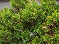 Pinus mugo Hana 的图像结果
