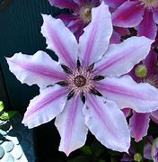 Image result for Clematis White with Purple and Green Centre