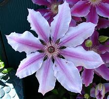 Image result for Purple Clematis with White Stripes