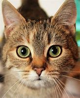 Image result for Awesome Face Cat