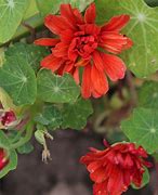 Tropaeolum majus Hermine Grashoff-এর ছবি ফলাফল