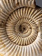 Ammonite 的图像结果
