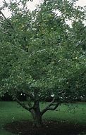 Image result for Red Apple Golden Delicious