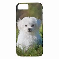 Image result for Maltese Dog Phone Case