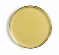 Image result for Proteus Nutrient Agar