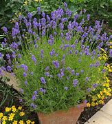 Image result for Lavender Plants